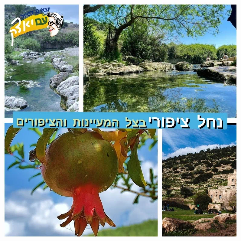נחל ציפורי