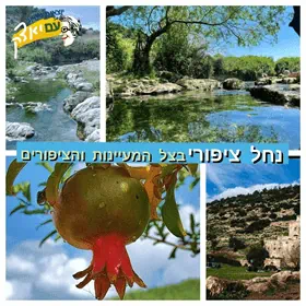 נחל ציפורי
